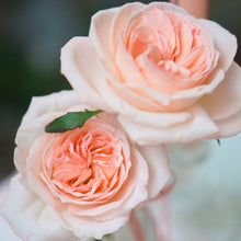 Madame Julia | Rose Absolue Scented Luxury Candle