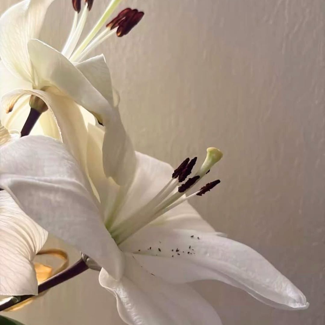 Casablanca | Amber & Lily Luxury Room Spray