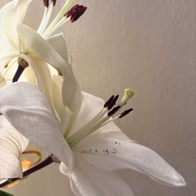 Casablanca | Amber & Lily Luxury Room Spray