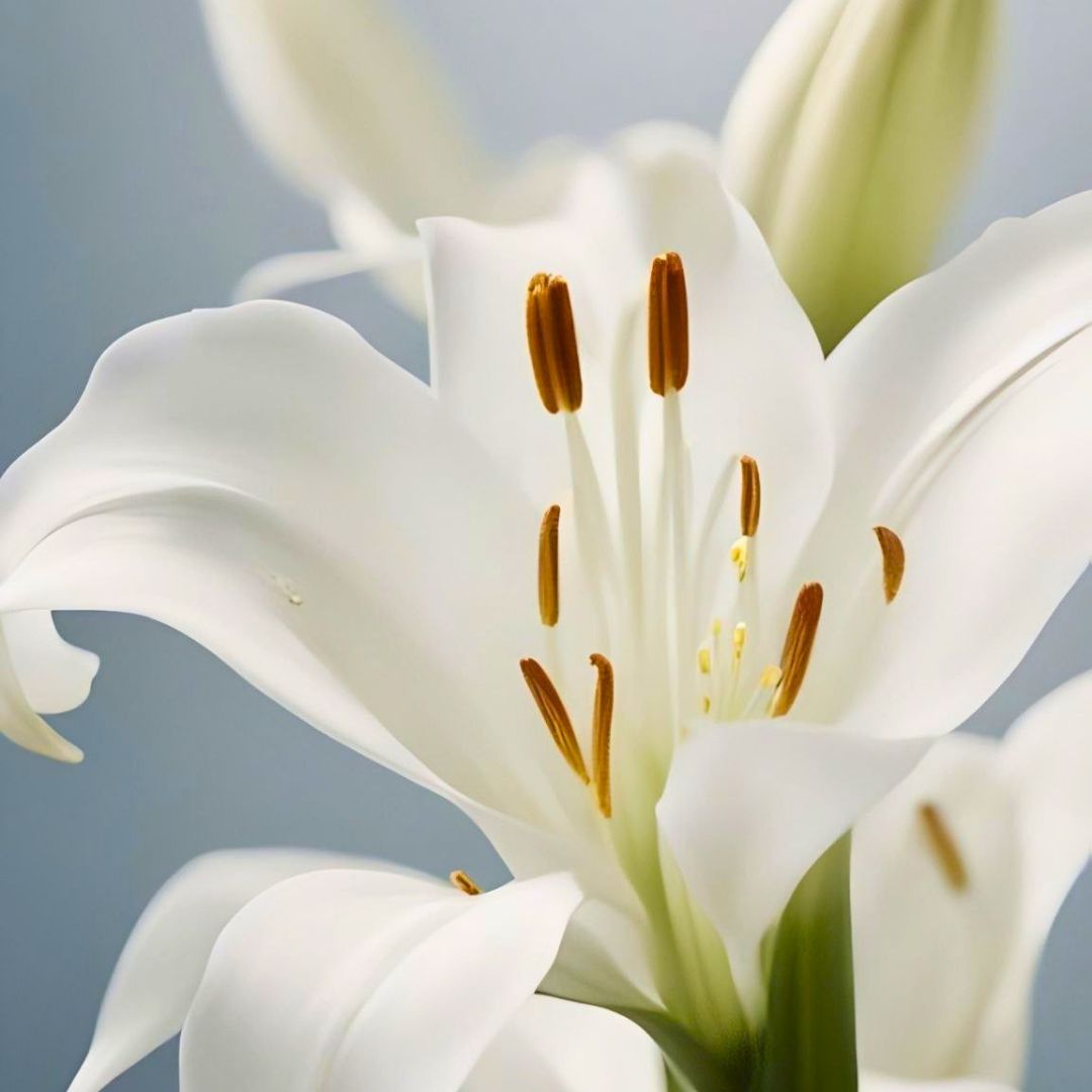 Casablanca | Lily Floral Scented Luxury Diffuser