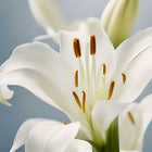 Casablanca | Lily Floral Scented Luxury Diffuser