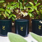 Reine de la Nuit | Jasmine Scented Luxury Candle