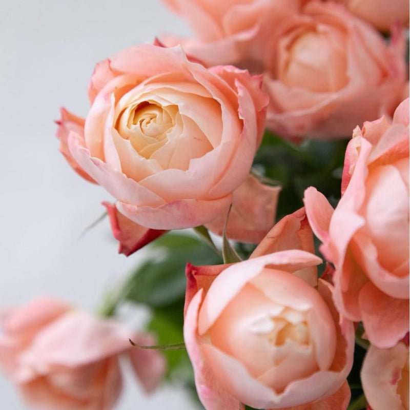 Madame Julia | Rose Absolue Home Fragrance Spray