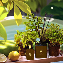 Diffuser similar to loewe's tomato leaf scent luxury home fragrance high-intensity with long-lasting scent throw