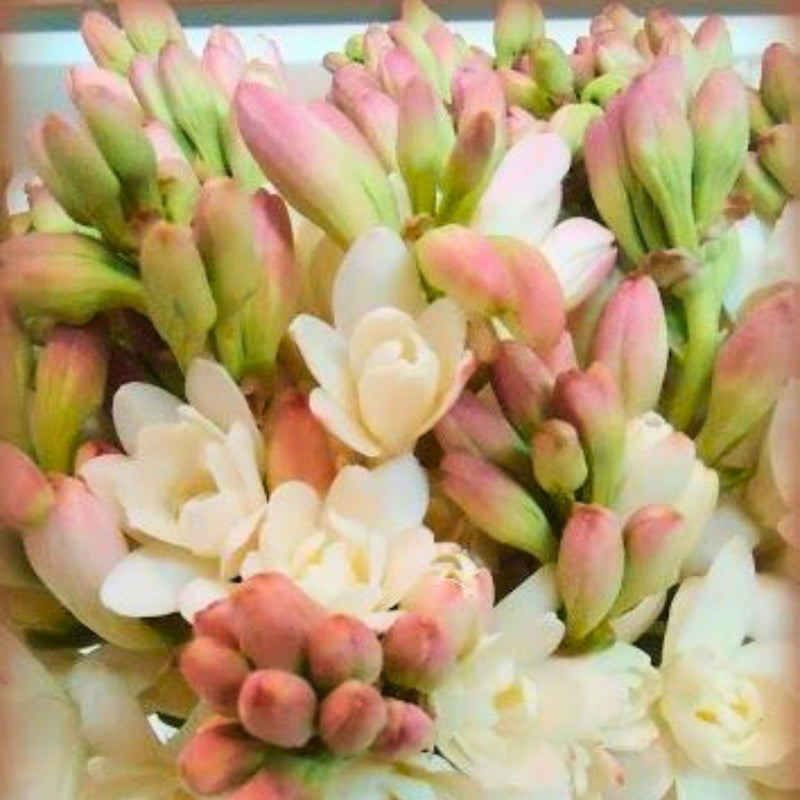 Délice Des Dieux | Sweet Summer Florals Scented Luxury Diffuser