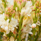 Délice Des Dieux | Sweet Summer Florals Scented Luxury Diffuser