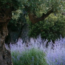 Vert de Serendip | Lavender Cypress Scented Room Spray