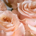 Madame Julia | Luxury Rose Absolue Diffuser