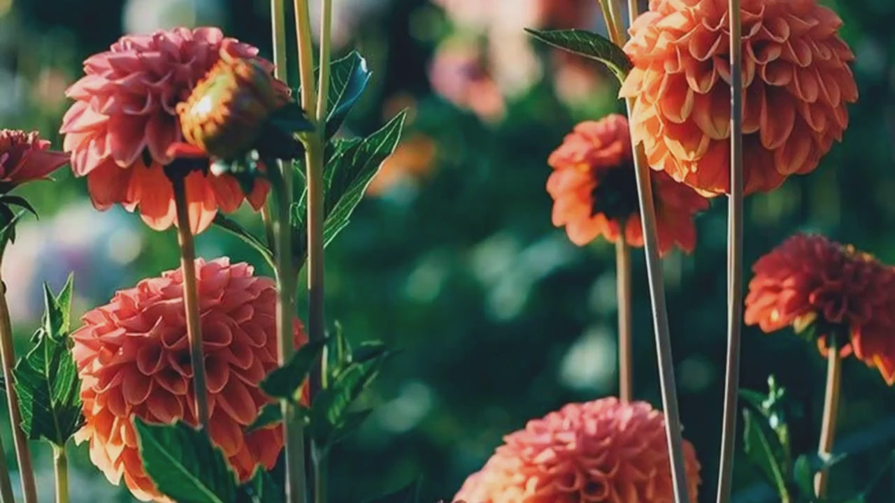 Luxury autumn fall home fragrances collection – beautiful orange dahlias swaying in a sunlit woodland, evoking warm, uplifting scents of the autumn season, woody smoky leathery scents, warm spices and neroli for a refined, Diptyque- and Trudon-level autumn ambience at home.