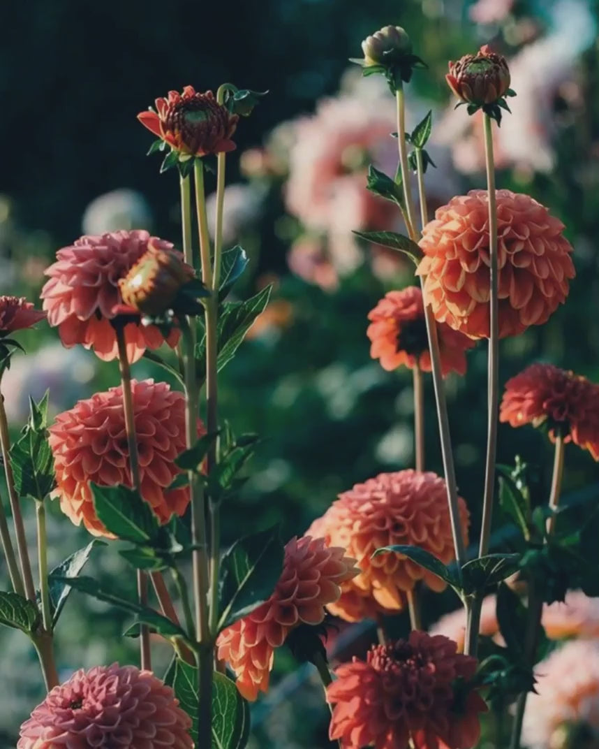 Best autumn scents for luxury home fragrances are warm woody fragrances, and dark smoky leather with richly complex scents like santal, sandalwood, amber, resin and other warm spices - for a refined, Diptyque, Trudon & Jo Malone-level autumn ambience at home. Autumn nature landscape video with beautiful orange dahlias swaying in a sunlit woodland, evoking warm, uplifting scents of the autumn season.